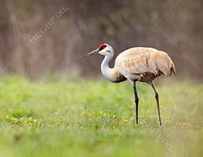 A Large Sandhill Crane Standing In A Grassy Field