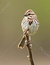 A Small Song Sparrow Sitting On A Twig With Buds