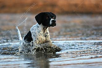 English pointer running