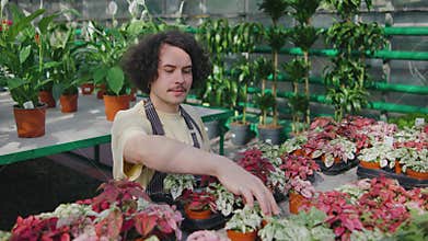 A male worker sorts flower pots in a plant store or greenhouse. Male botanist takes care of flowers and plants in a