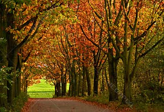 Coloured trees