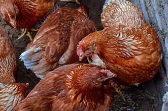Group of Brown Chickens in Outdoor Coop