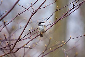 Chickadee