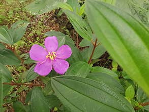 the wild melastoma malabathricum affine flowery weed plant.