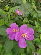 the wild melastoma malabathricum affine flowery weed plant.
