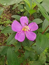 the wild melastoma malabathricum affine flowery weed plant.