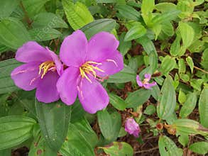 the wild melastoma malabathricum affine flowery weed plant.