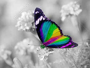 Rainbow butterfly colorful wings