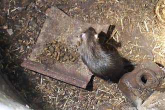 Close up Bandicoot rats brown animals in cement tube.