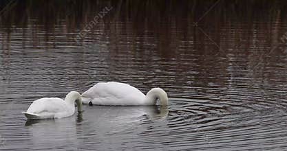 Mute swan (Cygnus olor)