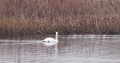 Mute swan (Cygnus olor)