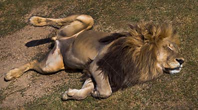 Lion Sleeping
