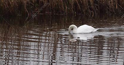 Mute swan (Cygnus olor)