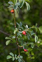 Red Rosehip berries on branch in the wood