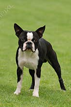 Boston terrier