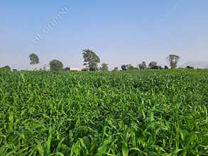 Agricultural farm land in Rajasthan, India