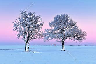 Snowy trees on a field in North Europe.
