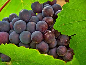 Red and Green Wine Grapes