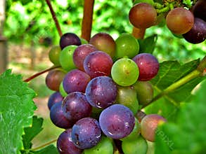 Red and Green Wine Grapes