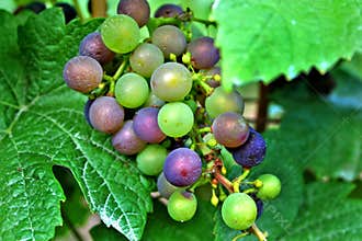Red and Green Wine Grapes