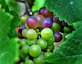 Red and Green Wine Grapes