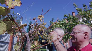 Senior man and little boy taking care of grapevine in the garden