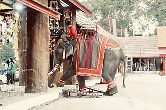 Thai people, elephant and mahout parade Pavilion at a wat par Lahansai temple , 31 January 2024 , Buriram Thailand.