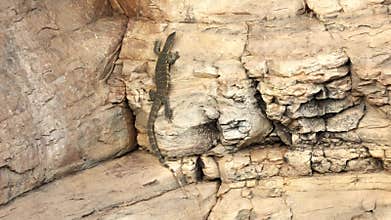 A water monitor or leguaan determined to climb a rock face