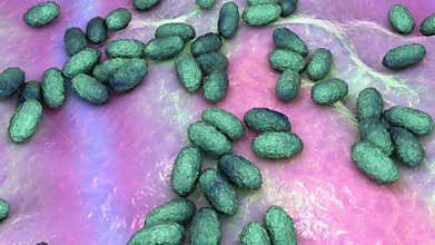 Whooping cough bacteria Bordetella pertussis, 3D animation