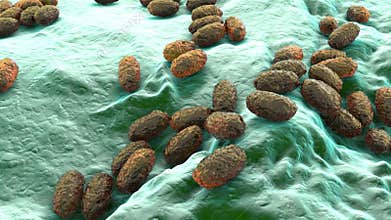 Whooping cough bacteria Bordetella pertussis, 3D animation