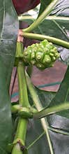 New noni fruit appears and begins to enlarge.