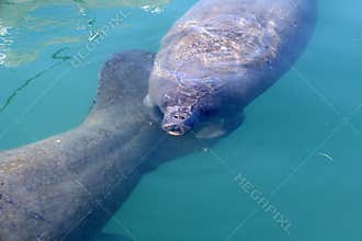 The large manatee or sea cow, with a younger companion.