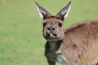 Australian wallaby