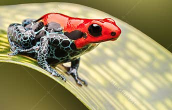 Red poison arrow frog