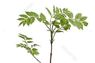 Young ash tree