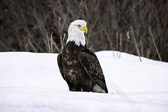 Eagle on a snowy day