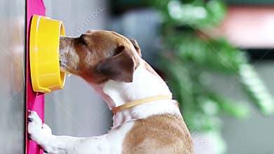 dog with a yellow collar eats food from a yellow bowl.