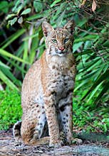 Wild Bobcat (Lynx rufus)