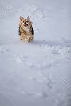 Furry mixed breed dog running joyfully and carelessly in deep snow