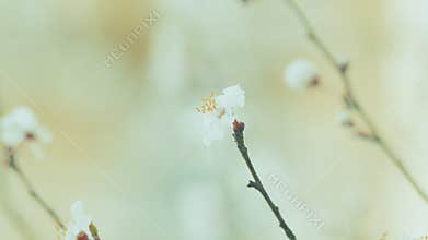 Cherry Blossoms With Burgundy Leaves. Branch Of Plum Tree With Beautiful Blossom.