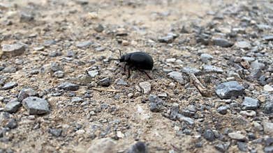 A black beetle crawls on the ground