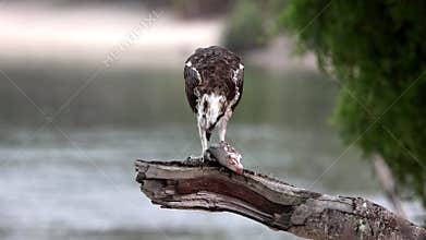 An osprey eating a fish it has caught in an estuary in Australia.