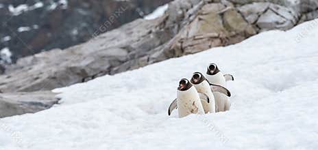 Funny Gentoo penguins walking in a row in Antarctica.