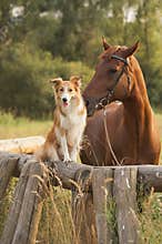 Red border collie dog and horse