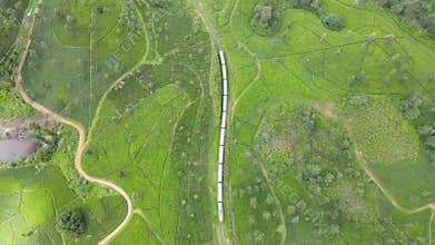 train runs through the beautiful scenic tea hills