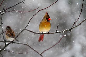 Female Cardinal Perched on Branch on Snowy Wintry Day - Cardinalis cardinalis