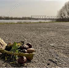 In spring, acorns and chestnuts are lying on the asphalt in the park