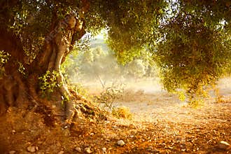 Old Olive Tree