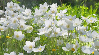 White flowers nature plant water rain sun light close up macro