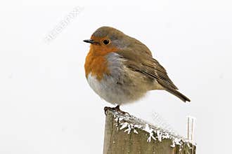 Robin, Erithacus rubecula